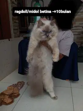 Kucing mix ragdoll female