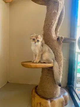 Sf fold golden betina british shorthair