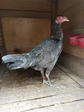 Ayam Bangkok pakhoy kelabu