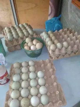 Telur B3BEK ITIK