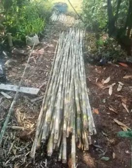 Bambu untuk tiyang bendera dan umbul umbul