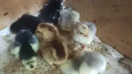 Jasa penetasan telur ayam