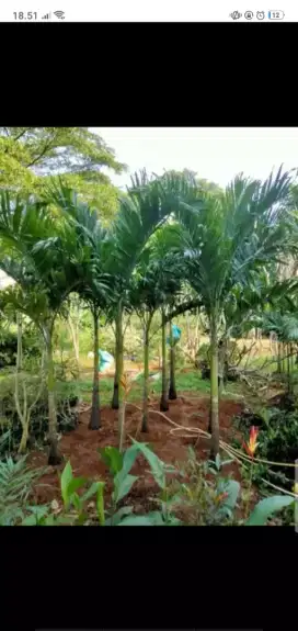 Jual pohon palem putri