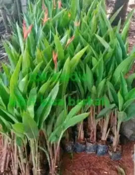 Pohon hiyas pisang Pisangan helikornia