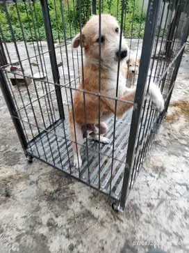 Kandang Anjing ras besar