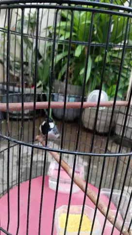 JUAL BORONGAN,Burung gelatik batu,pleci dan lovebird