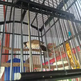 Burung Kutilang jinak