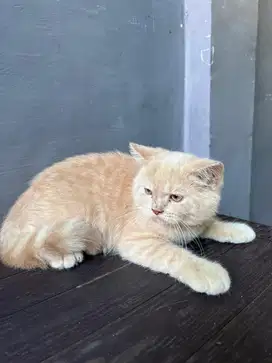 British shorthair mix munchkin