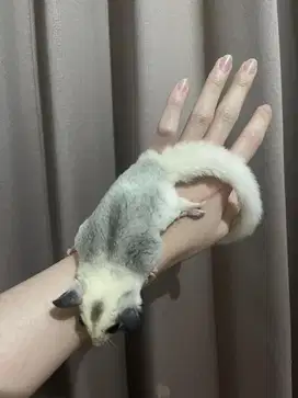 Sugar Glider Joey Anakan Platinum Mozaik