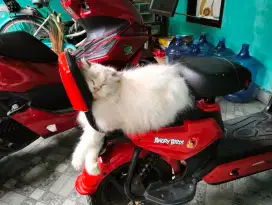 Kucing Persia flat nose