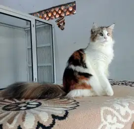 Mainecoon Betina