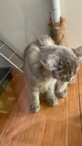 kucing mainecoon x persia udia 11 bulan