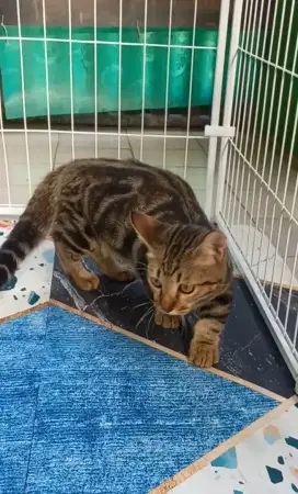 Kucing Kitten Munchkin Jantan