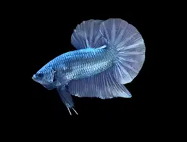 ikan cupang giant coper
