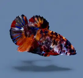 ikan cupang betina giant nemo