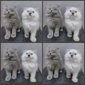 Kucing kitten persia