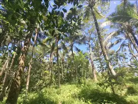 Dijual tanah kebun dekat dengan rencana exit toll antosari