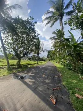 Jual tanah dekat jalan raya Denpasar Gilimanuk selemadeg tabanan