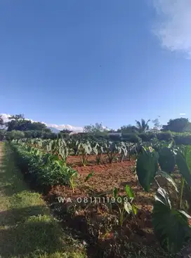 Jual : Tanah Kebun Datar Persegi di Kayu Manis Tanah Sareal Kota Bogor