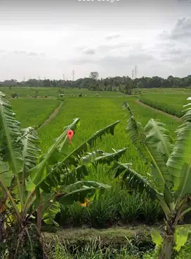 Disewakan Tanah Lokasi Strategis View Sawah di Jl. Kaba-Kaba, Tabanan