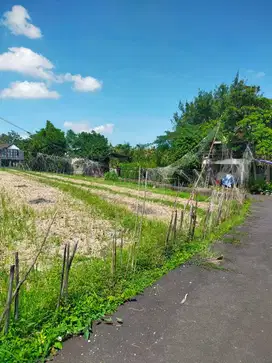 Dijual cepat lahan bUC super lokasi bumbak umalas