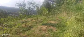 dijual rugi 250rb per m², Kebun Jeruk di Dau dekat pwec