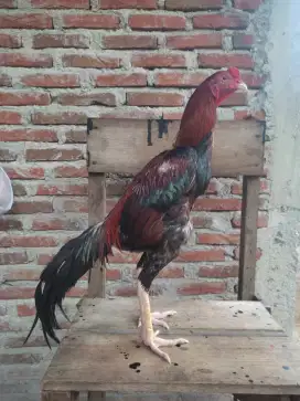 Ayam bangkok jantan