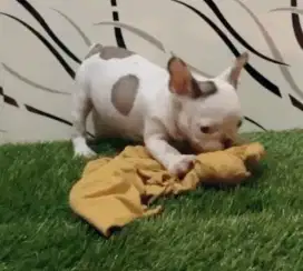 Anakan french bulldog