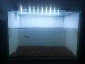Ikan chana stewarti karbialong  fullset sama tank lampu pasir