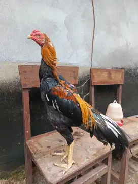 Ayam siam murni LHK