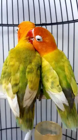 BURUNG LAKBET JODOAN BURJA