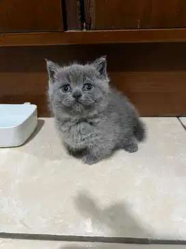 KUCING BRITISH SHORTHAIR MUNCHKIN (BSH MUNCHKIN) BETINA
