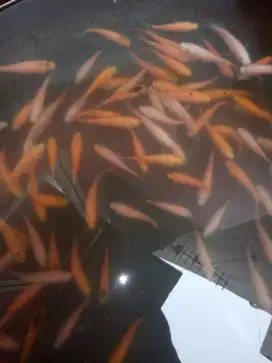 bibit ikan nila merah