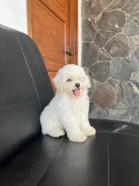 Poodle putih jantan