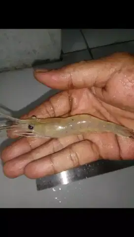 bibit udang galah hidup ukuran 10 Cm