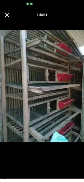 Kandang Puyuh Petelur Kapasitas 150 Ekor