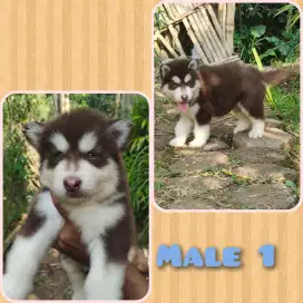 Open booking Alaskan malamute puppy