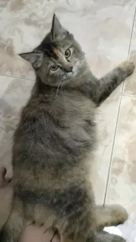 Kucing Himalaya mix
