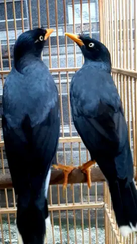 BURUNG KERAK SEPASANG BERISIK DAN MANGIT PLUS SANGKAR