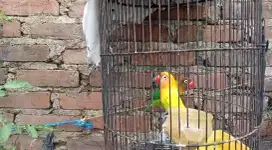 Lovebird Siap Produksi - Sepasang