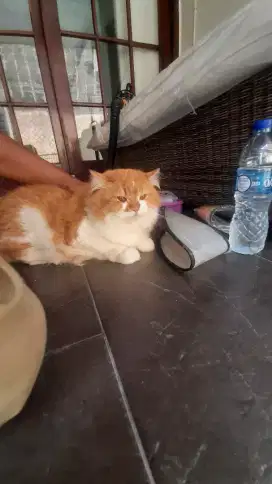 Groming Panggilan Murah