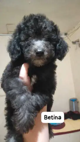 Toy poodle silver