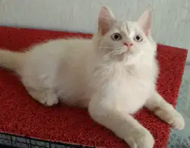 Persia kitten white solid