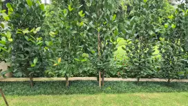 Dibutuhkan Petugas Kebersihan dan Gardener