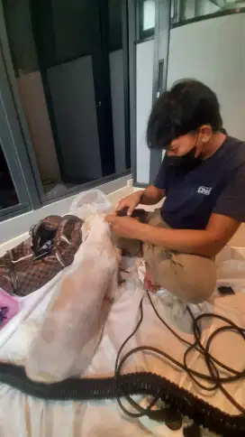 Groming Panggilan Murah