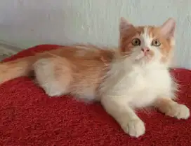 Persia kitten orange white