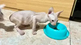 Kucing sphynx line ped JANTAN