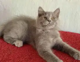 Persia kitten abu-abu