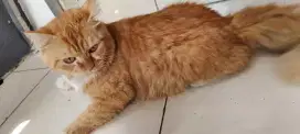 Lepas adop kucing persia