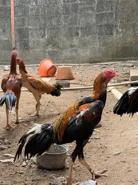 Ayam LHK murni calon pacek super